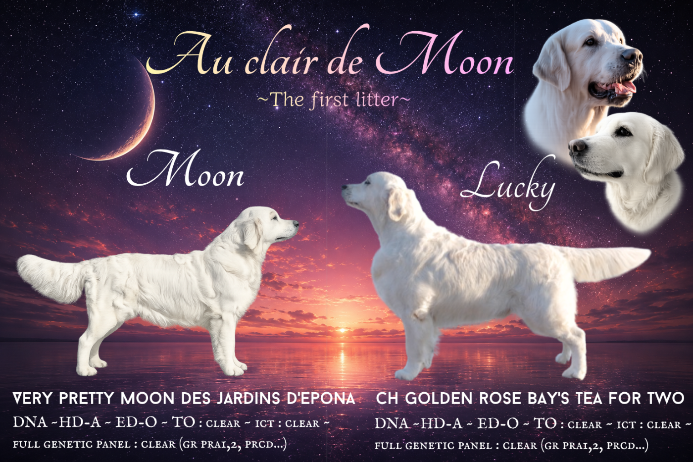 Les premiers chiots arrivent !