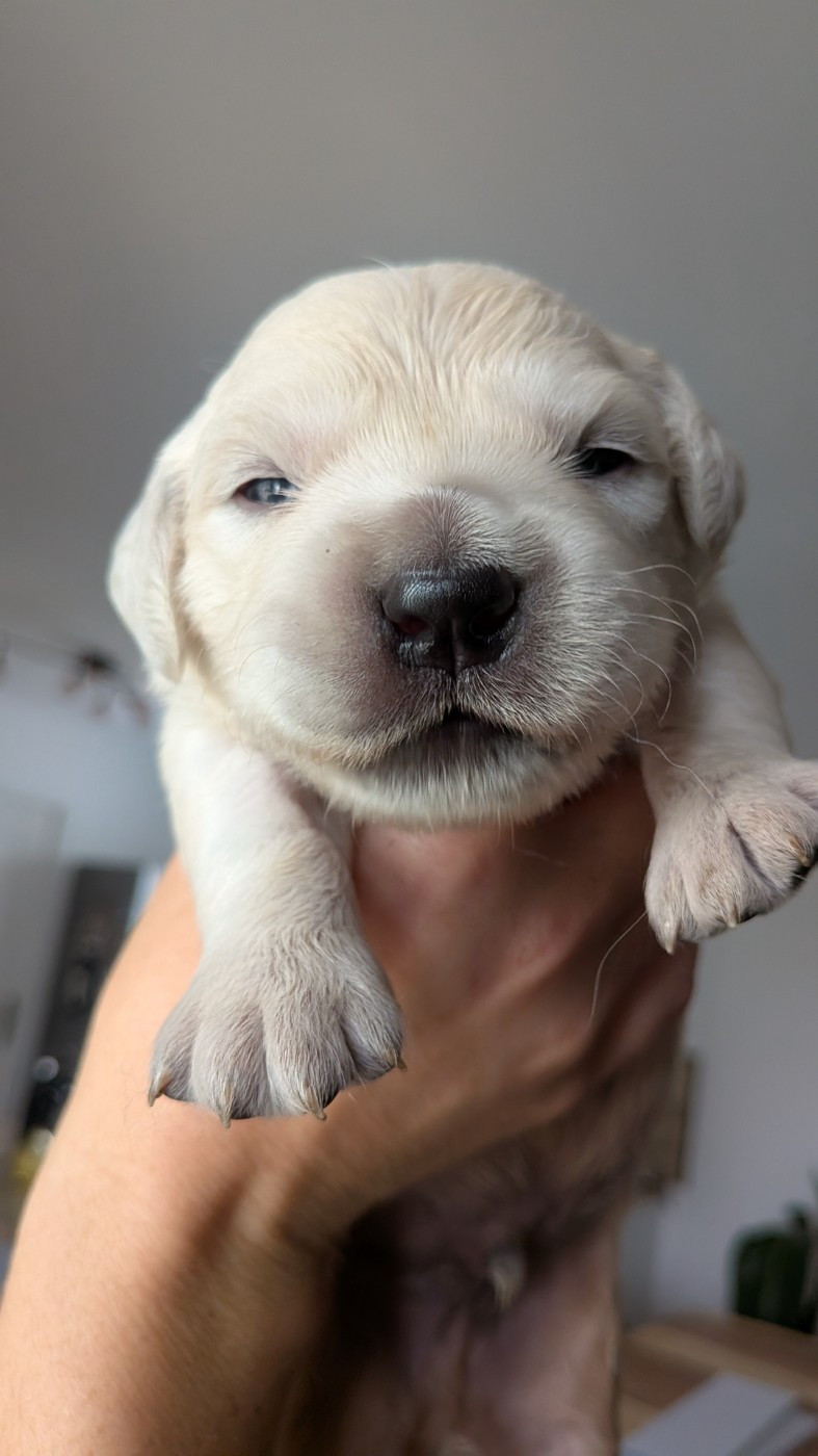 Les premiers chiots sont là !